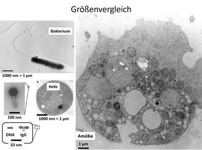 groessenvergleich - bakterium - amoebe