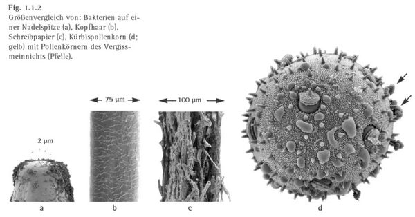 Groessenvergleiche - Nadelspitze - Haar - Schreibpaier - Pollen